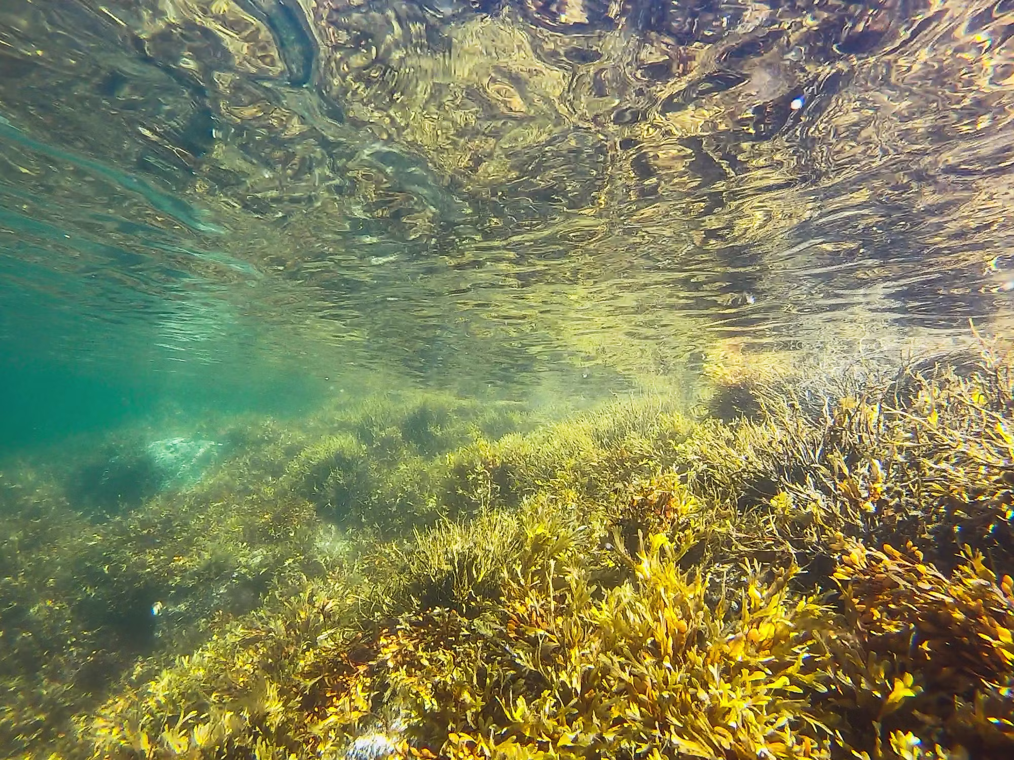 Beneath the Surface: The Diverse World of Diving Adventures